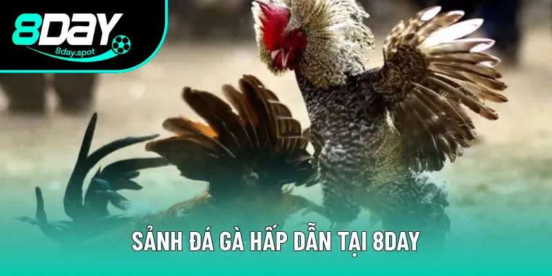 Trải nghiệm các trận đấu chọi gà đỉnh cao
