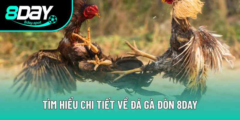 Khám Phá Đá Gà Đòn Truyền Thống 8DAY Kịch Tính, Đậm Bản Sắc