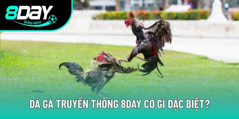 Điểm nổi bật của đá gà đòn tại nhà cái Điểm nổi bật của đá gà đòn tại nhà cái