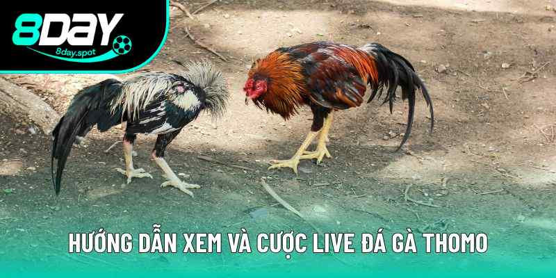 Live Đá Gà Thomo - Trực Tiếp Sắc Nét, Cược Nhanh Thắng Lớn 2 Các bước hướng dẫn đơn giản khi tham gia