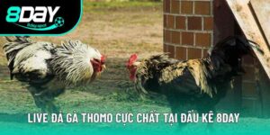 Live Đá Gà Thomo - Trực Tiếp Sắc Nét, Cược Nhanh Thắng Lớn 8 Live Đá Gà Thomo Cực Chất Tại Đơn Vị Đấu Kê Sân Chơi 8DAY
