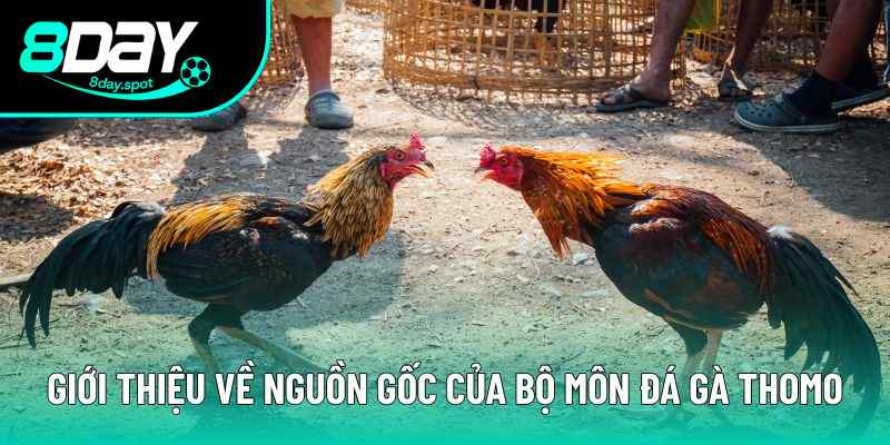 Tổng quan về nguồn gốc đá gà thomo Tổng quan về nguồn gốc đá gà thomo