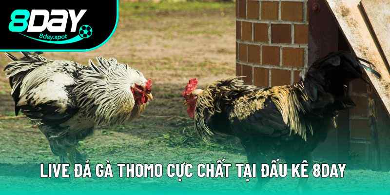 Live Đá Gà Thomo Cực Chất Tại Đơn Vị Đấu Kê Sân Chơi 8DAY