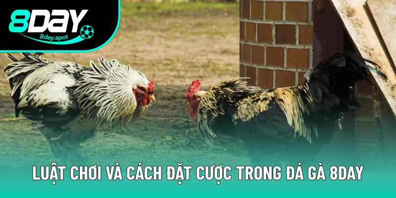 Khám phá cách chơi đá gà đòn truyền thống Khám phá cách chơi đá gà đòn truyền thống