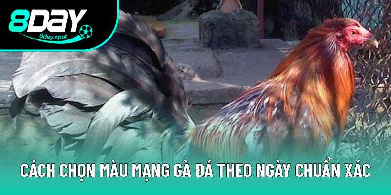 Bạn nên xem màu mạng gà trước mỗi trận đấu vì sao? Bạn nên xem màu mạng gà trước mỗi trận đấu vì sao?