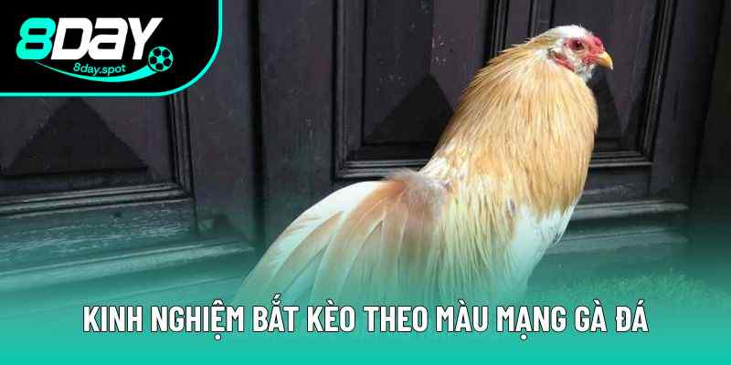 Màu mạng gà đá giúp hội viên bắt kèo chính xác hơn Màu mạng gà đá giúp hội viên bắt kèo chính xác hơn