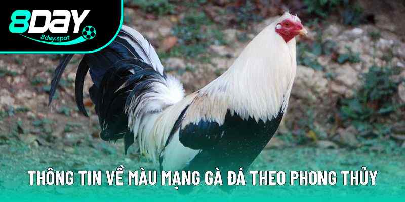 Người chơi cần hiểu gì về màu mạng trong gà chọi Người chơi cần hiểu gì về màu mạng trong gà chọi