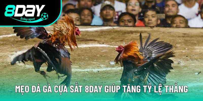 Mẹo đá gà cựa sắt chiến - Quan sát cách ra đòn của đối thủ Mẹo đá gà cựa sắt chiến - Quan sát cách ra đòn của đối thủ