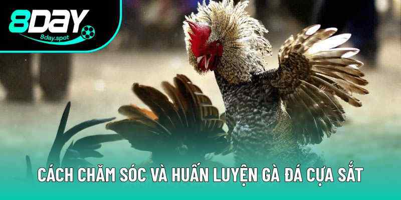 Việc rèn luyện sức bền và độ lì là bài tập thiết yếu cho gà chiến Việc rèn luyện sức bền và độ lì là bài tập thiết yếu cho gà chiến