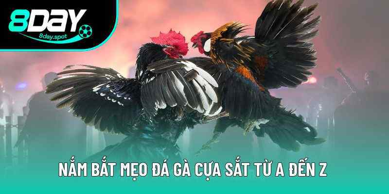 Nắm Bắt Mẹo Đá Gà Cựa Sắt Từ A Đến Z Để Làm Chủ Mọi Cuộc Vui
