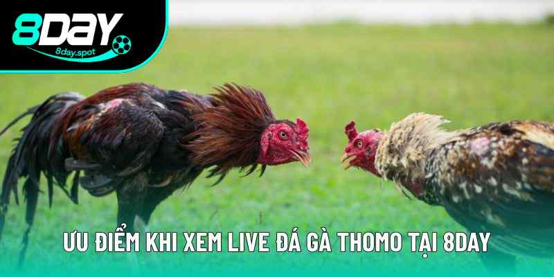 Đặc điểm nổi trội khi xem live đá gà Đặc điểm nổi trội khi xem live đá gà